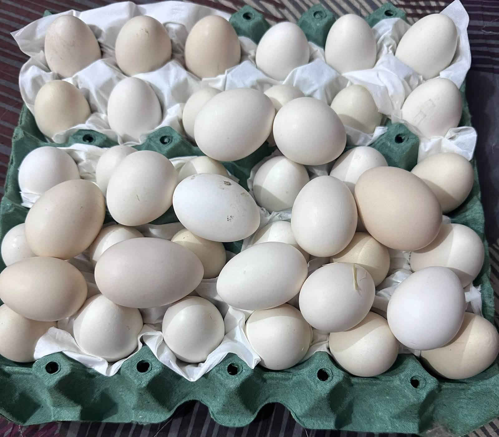 طبقة ونص • خط اول • الزهيرات