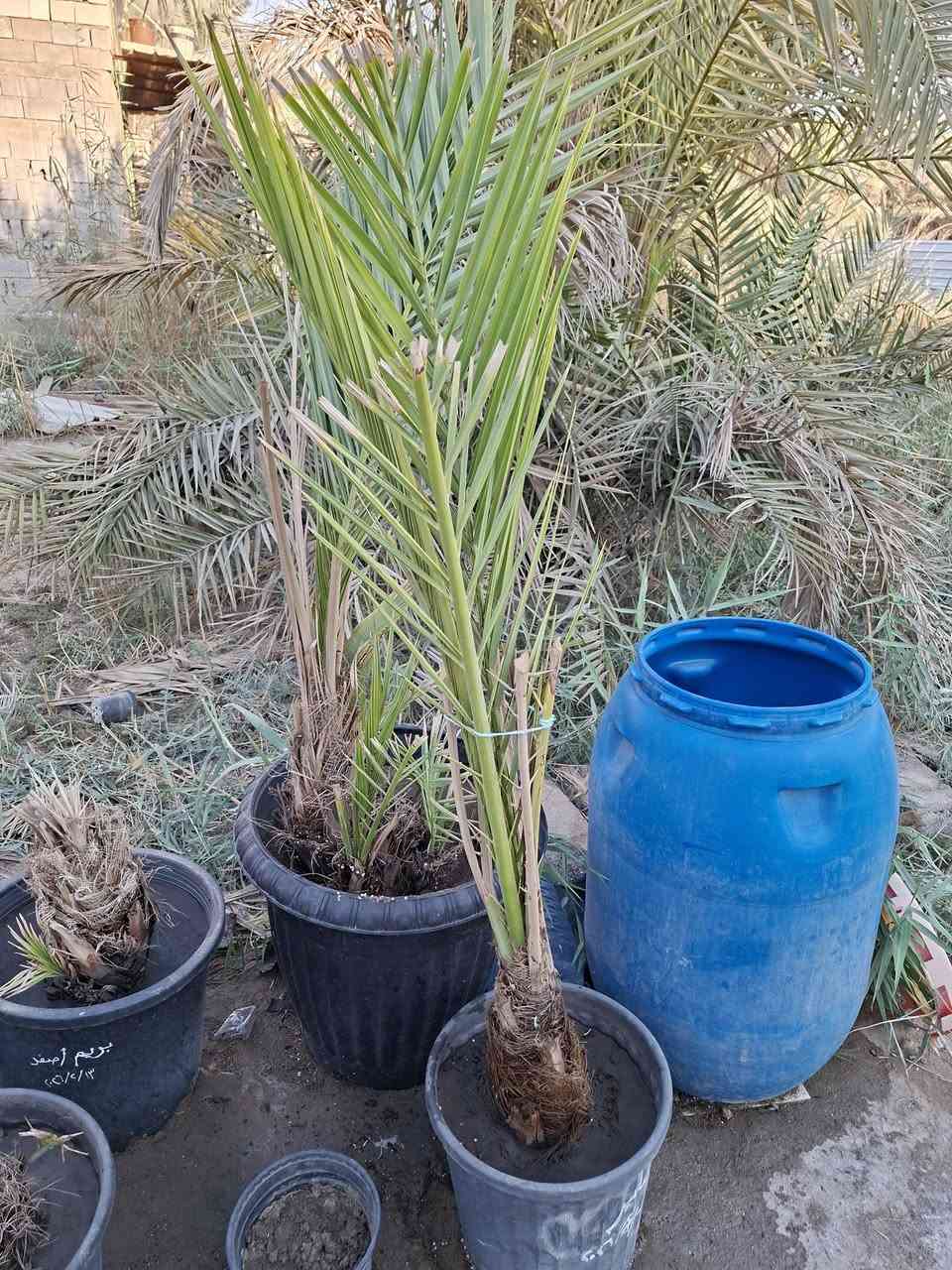 ساير مجذر ٥ أشهر حجم كبير للبيع
السعر ٢٥ الف مكاني بصرة ابو الخصيب
***********
