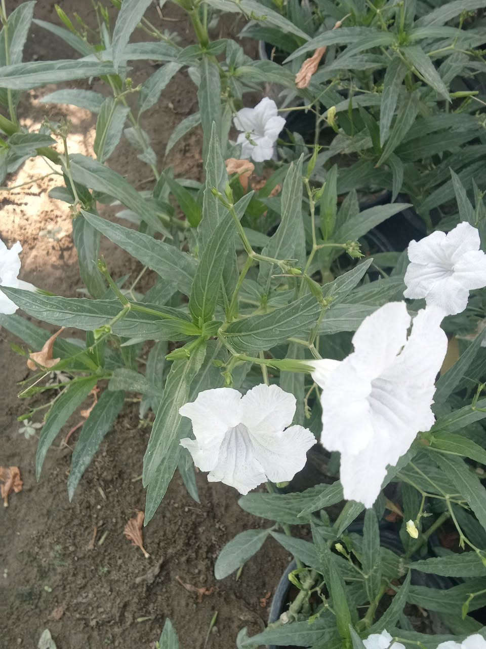 بتونيا الصحراء • أبيض • توصيل بغداد