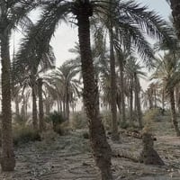 بستان • ٣ دونم • مطلة على نهر