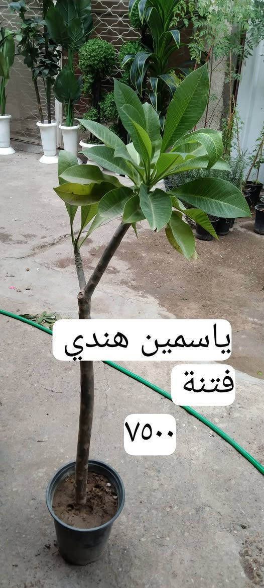 بغداد حي العدل • نباتات زينة • قيصرية عباس