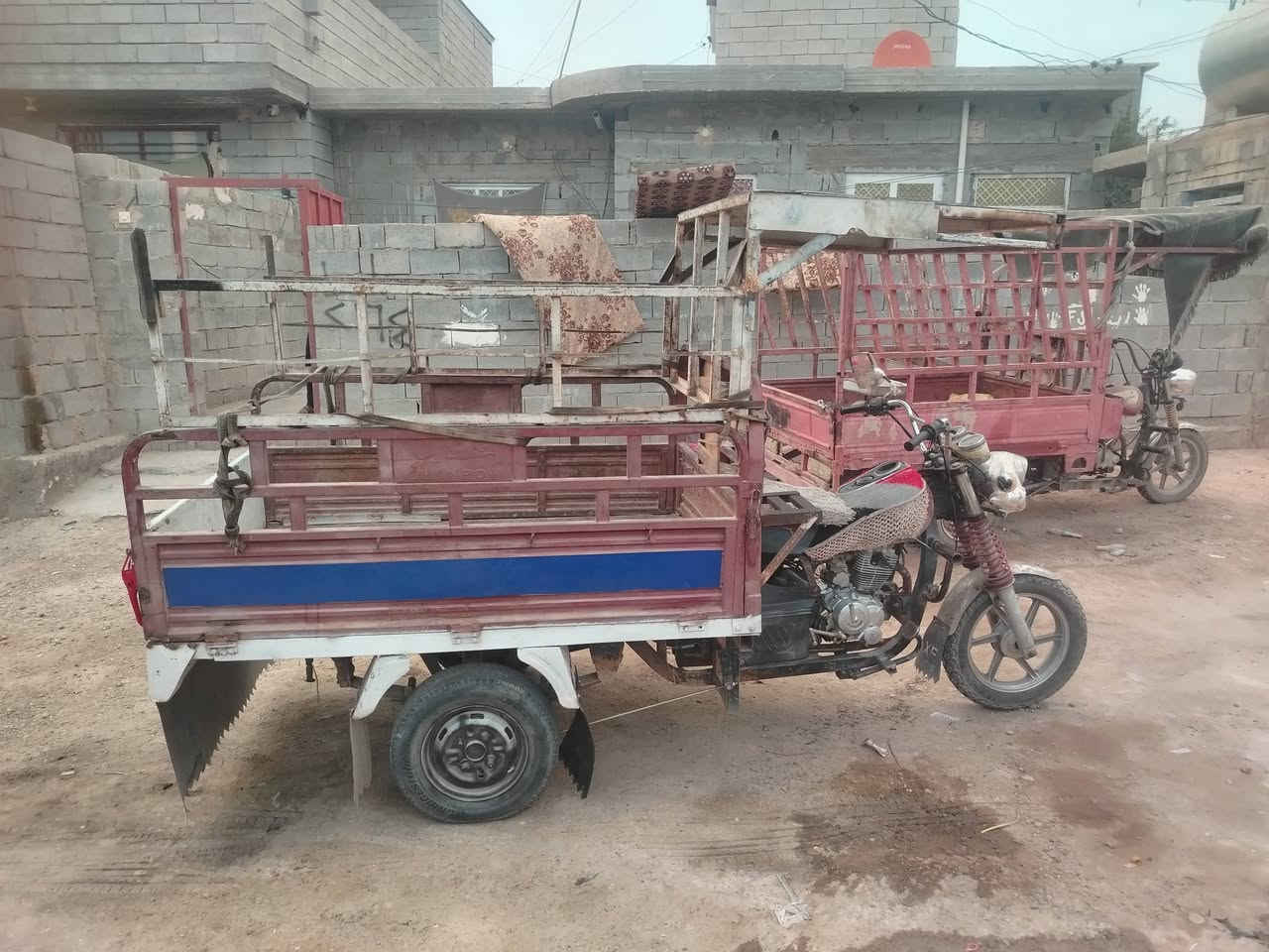 ستوته فحل • لحيم • صدية