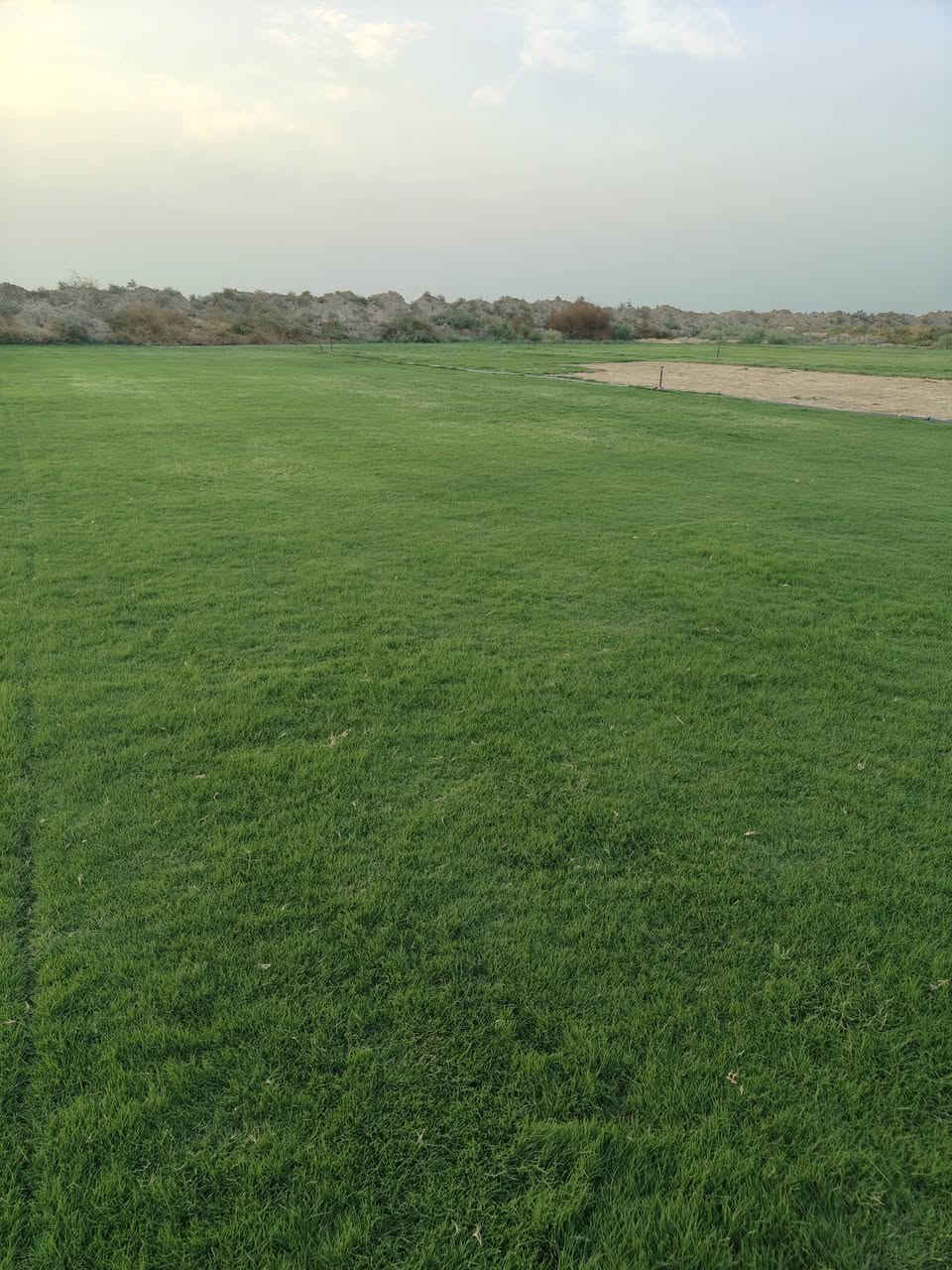 ثيل هندي • طبيعي • درجة أولى