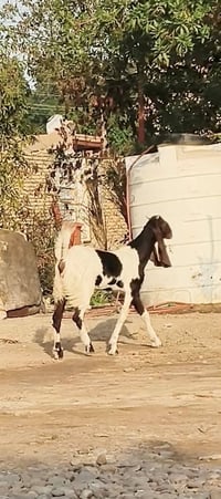 صخول افغانيات • شهرين • الرفاعي