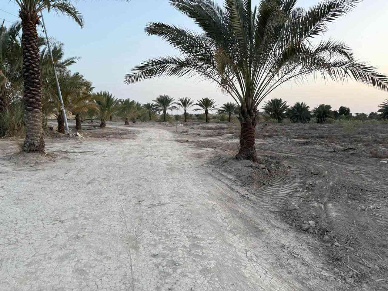 ٦ دونم • طابو سند ٢٥ • سماوه السوير