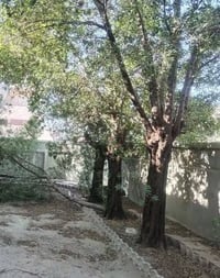 تقطيع أشجار • واتساب