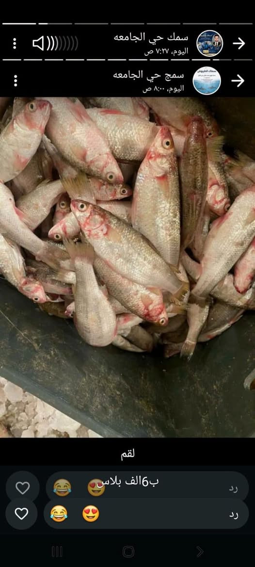متوفر يوم  الاحد    عروض  وابلاش 🔥
انواع الاسماك الصيد العراقي شرط 
(ابو زربده خشن +حمري  خشن +شانك خشن +سمك عدل للشوي وللقلي )
ومتوفر توصيل لكافة مناطق الديوانبه 
خدمه توصيل *********** حجز وات ساب واتصال فقط
العنوان الديوانيه فلكه الجامعه اول بسطيه ستوته زركه جوه قطعه اعلن هنا اسمي حسن

نص مكتوب في الصور:
- سمك حي الجامعه
- اليوم، ٧:٢٧ ص
- سمج حي الجامعه
- اليوم، ٨:٠٠ ص
- لقم
- ب6الف بلاس