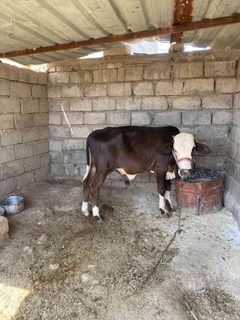 ربط خشن • للبيع