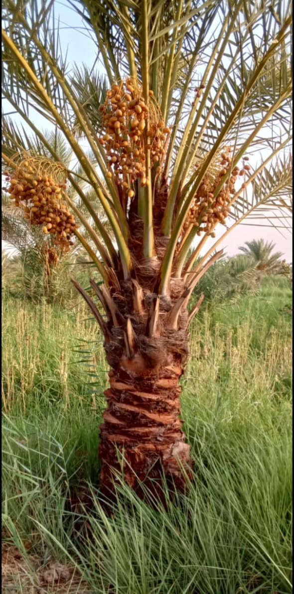 ياالله السلام عليكم
تتوفر امايات ملون ارتفاع من متر واكبر 
تنقلع بطينه جيدا اليرقب بشراء عنوان 
واسط الصويره ***********
***********
