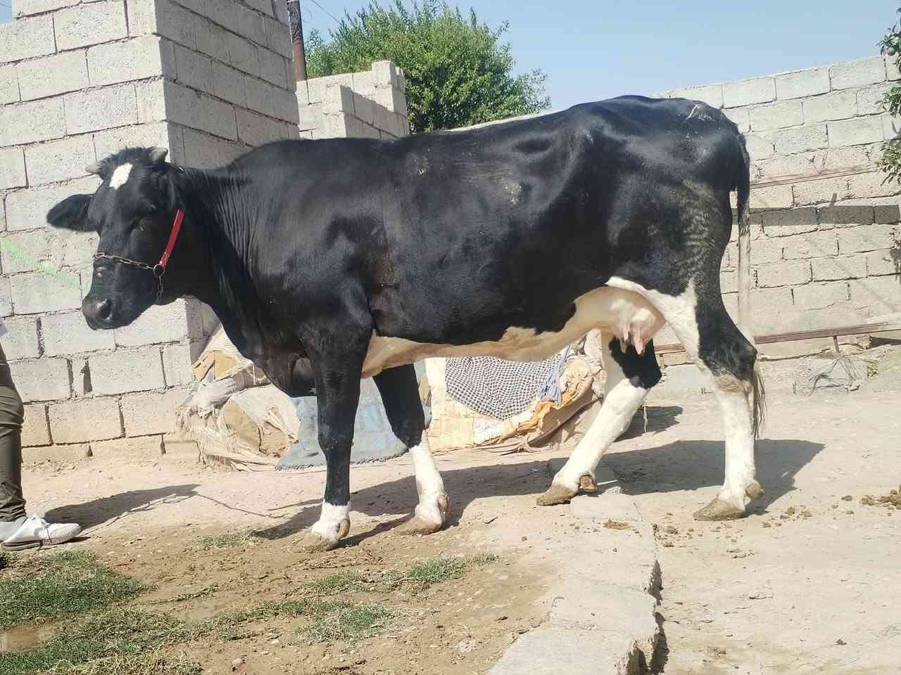 ناحيةالزاب • تحلب • ٨ أشهر
