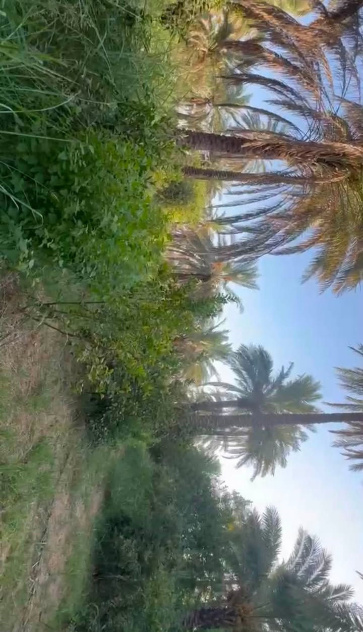 فرصة ذهبية للاستثمار والمزرعة! 5 دونمات بستان كامل مع دار قديم
تبعد فقط 30 دقيقة عن بوابة بغداد
على طريق بغداد – أربيل، باتجاه تقاطع القدس، كأنك رايح أربيل.
تگدر تسوي بيها مزرعتك، استراحة أو مشروعك الخاص وتستفاد من موقعها المميز.
سعر الدونم:58 مليون فقط
السعر الكلي للـ5 دونم:290مليون
جميع الخدمات متوفرة
والأهم: نفس المنطقة أسعار الدونم بيها توصل إلى 90 و120 مليون!
هاي مو مجرد أرض… هاي فرصة استثمار بسعر أقل من سعر المنطقة.
للمهتمين والاستفسار، الجاد فقط يتواصل. ‭***********‬
