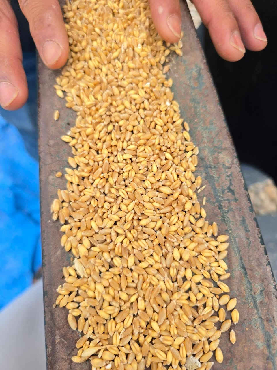حنطة • ناصرية • قلعة سكر