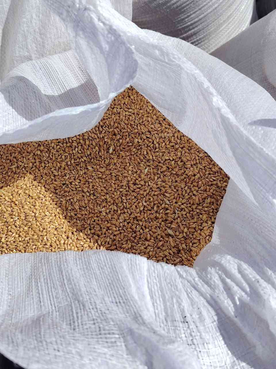 حنطه • بذور نزار • درجه اولى