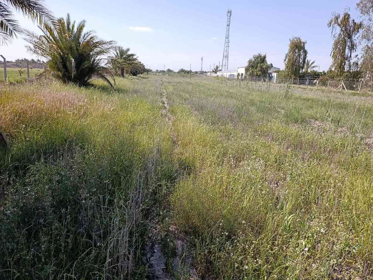 متوفر 3 دونم وربع 
مقاطعه 3/جويبه  مجاور محطه  البوعسل 
عقد 35  تنازل مباشر 
سياج بي ار سي  داير كامل ماء وكهرباء ونخل بيها22 نخله 
  عرضها 43 م ونزال 207 م للبيع 
الاستفسار
  *********** واتساب 
*********** واتساب
