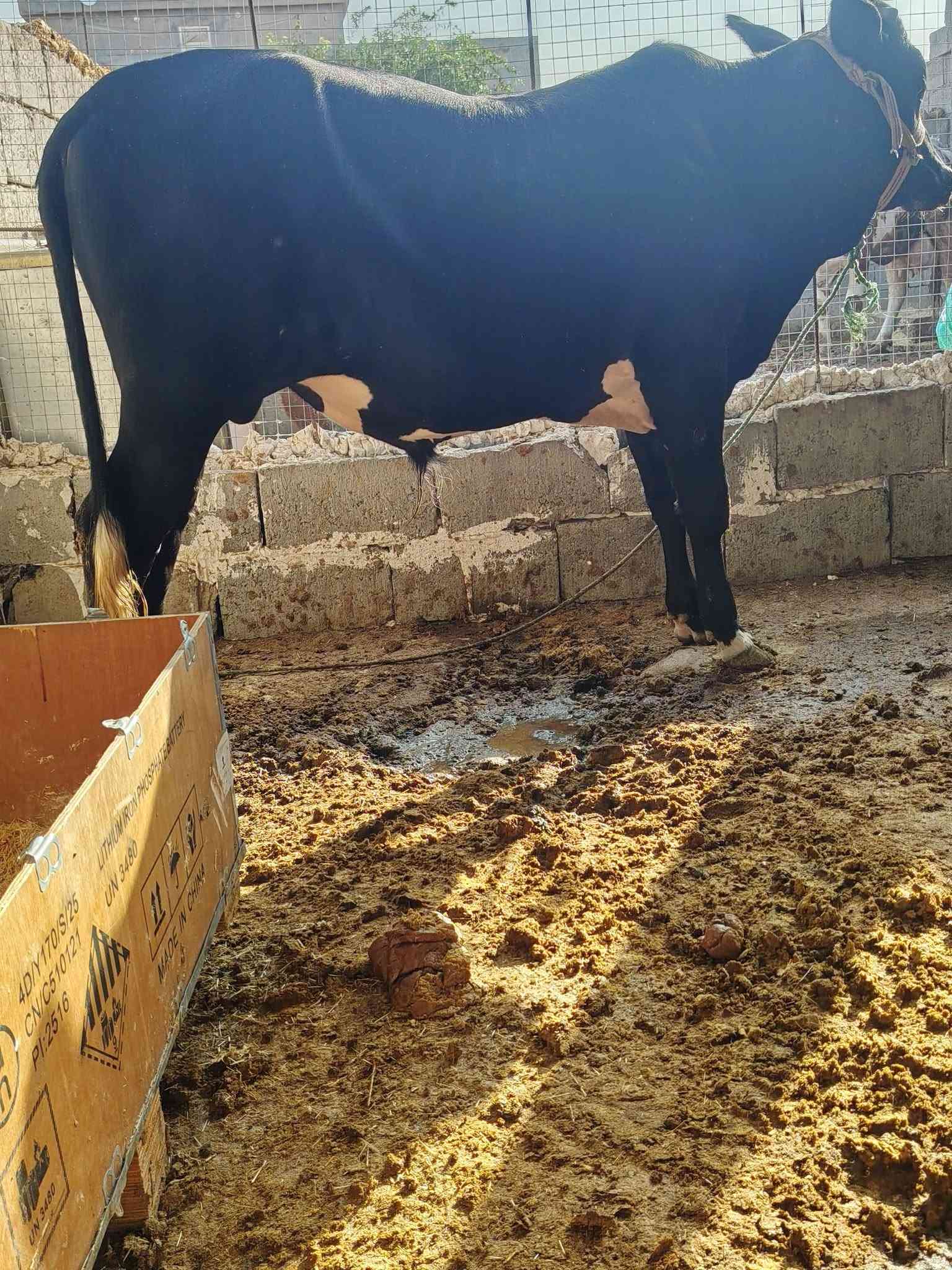 جوز حوالي • درجة أولى • اسديرة وسطى