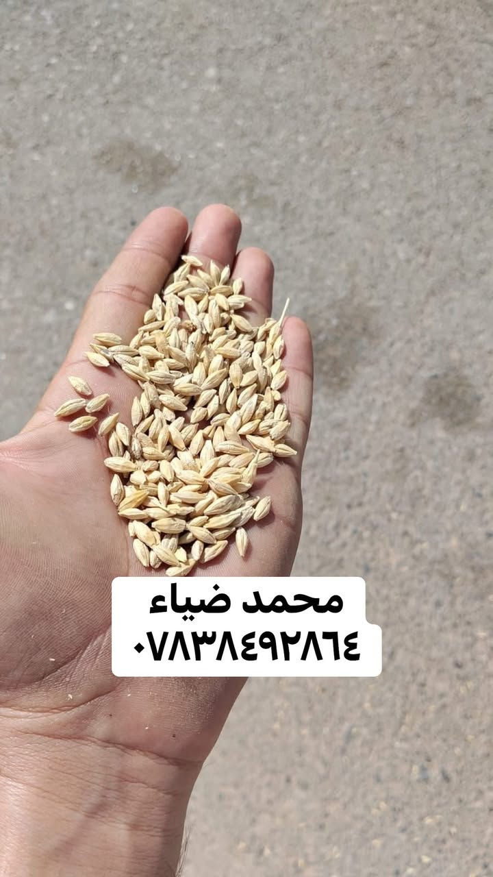 🌾 شعير روسي بذور درجة أولى 🌾
مكتب محمد ضياء الزراعي

على بركه الله وصول شعير روسي 

بذور درجه اولى خالي من الشوائب 
وزن الكيس موحد ٥٠ كغم 

يصلح بذور ويصلح علف 

بسعر مناسب 

التوصيل مجاني للكميات 

✅ نظيف 100% بدون تراب ولا شوائب

✅ يصلح علف و يصلح بذور

✅ مجرب ومضمون - إنتاج عالي

📍 العنوان: بابل - الكفل - مقابل جسر الكفل
📞 للحجز والاستفسار: ***********

#شعير #شعيرعراقي #اعلاف #مكتبمحمد_ضياء #الكفل

نص مكتوب في الصور:
- محمد ضياء ***********
- محمد ضياء
- ***********
