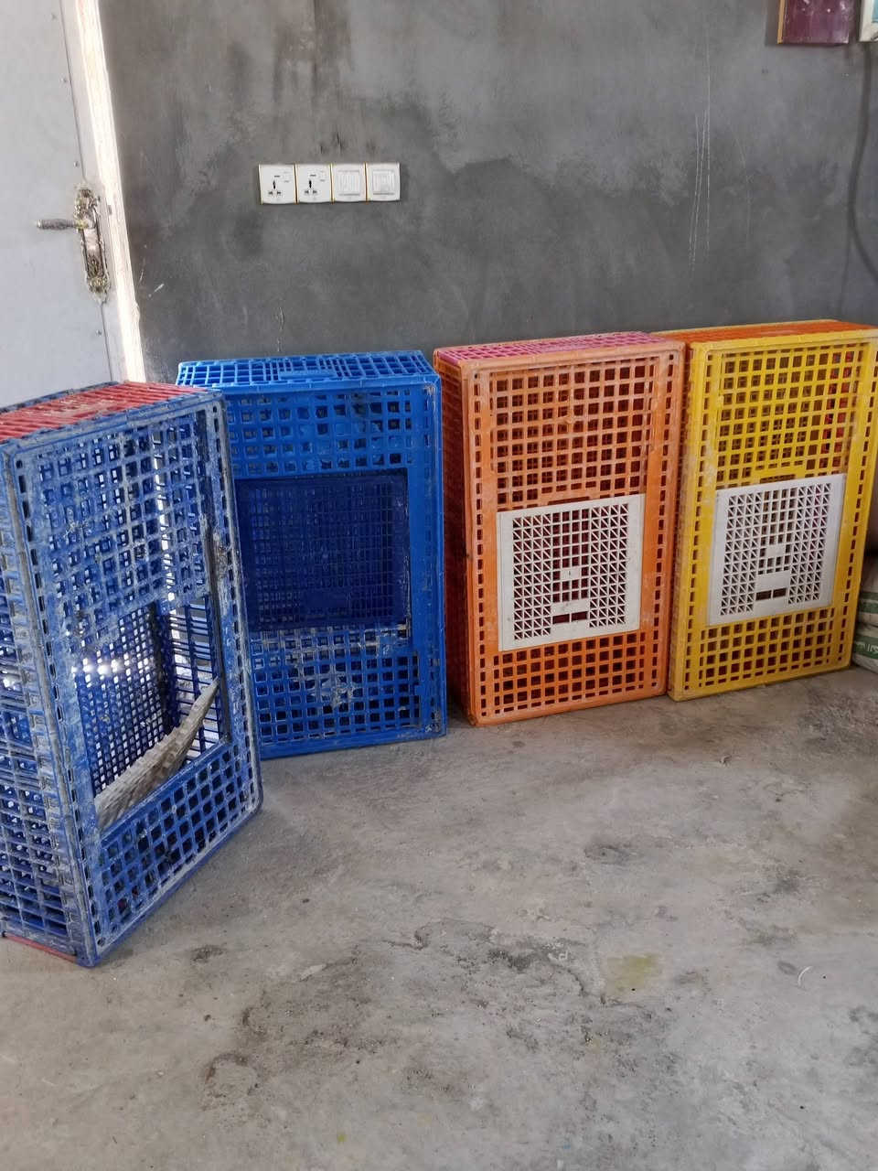 لبيع غراض قفاصه عدد4
سنكي
ميز عرض دجاج او اي شي يرهم
وقطعه وجهين مال عرض
مكاني نجف الشراي يتصل***********
