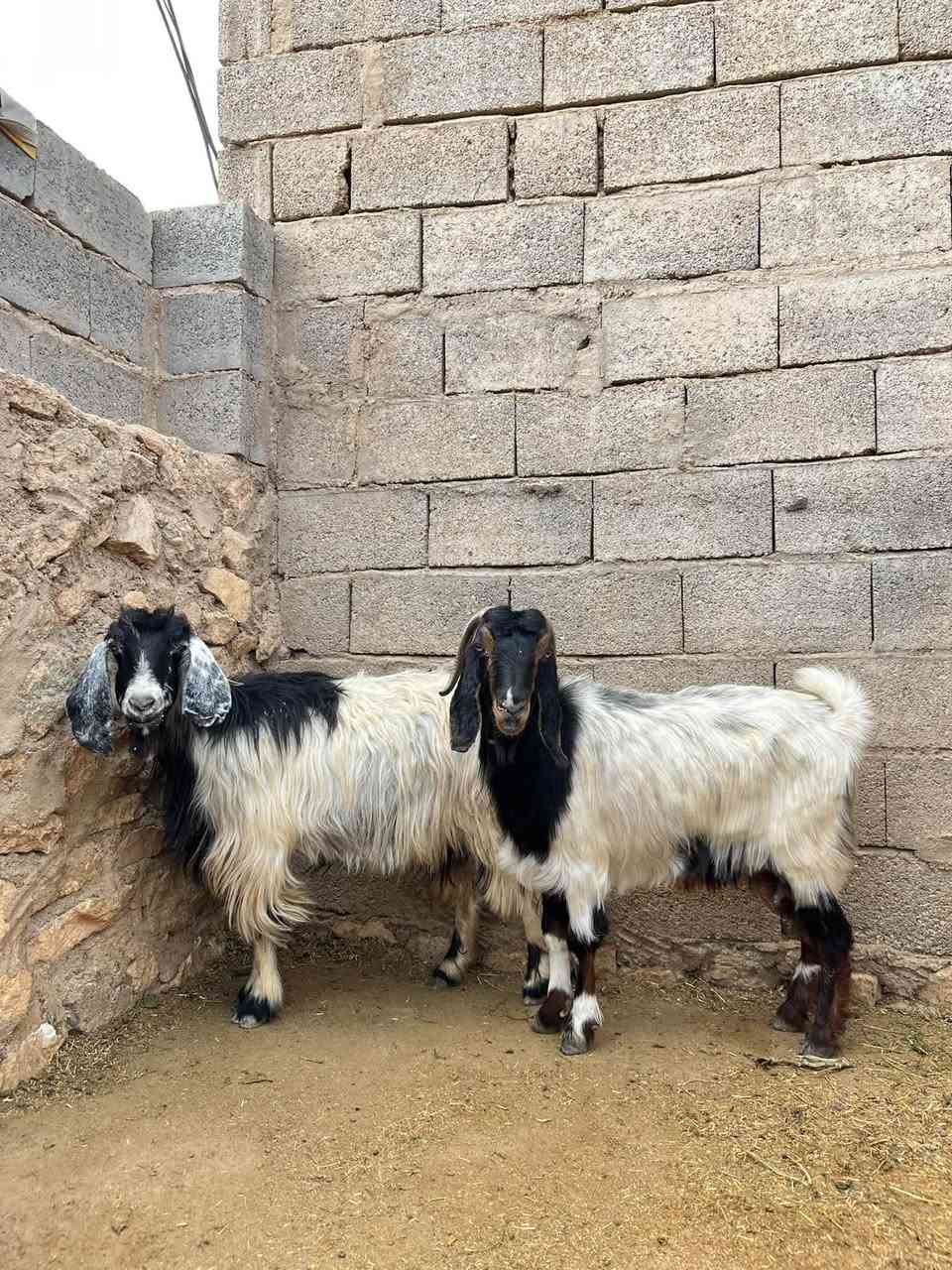 زوج معزا • خشنات • ضمان
