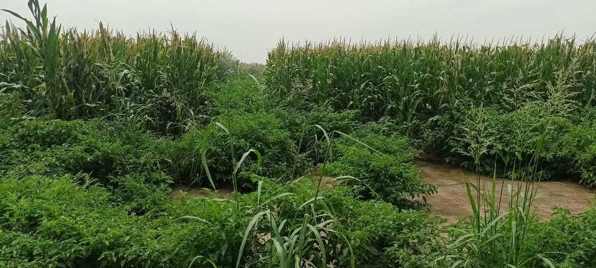 سلام عليكم 🫲موجو صفره لبيع المساحه خير من الله 🙏 لبيع سيلاج اوخضير يذ اكو شراي الله محيك 🤝
المكان قراء الحلوات قريت عتيره السادء البكاره 🇮🇶
تصال 📲***********🤝
