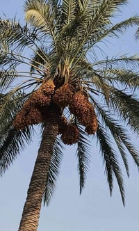 بستان نخيل • خستاوي • زهدي