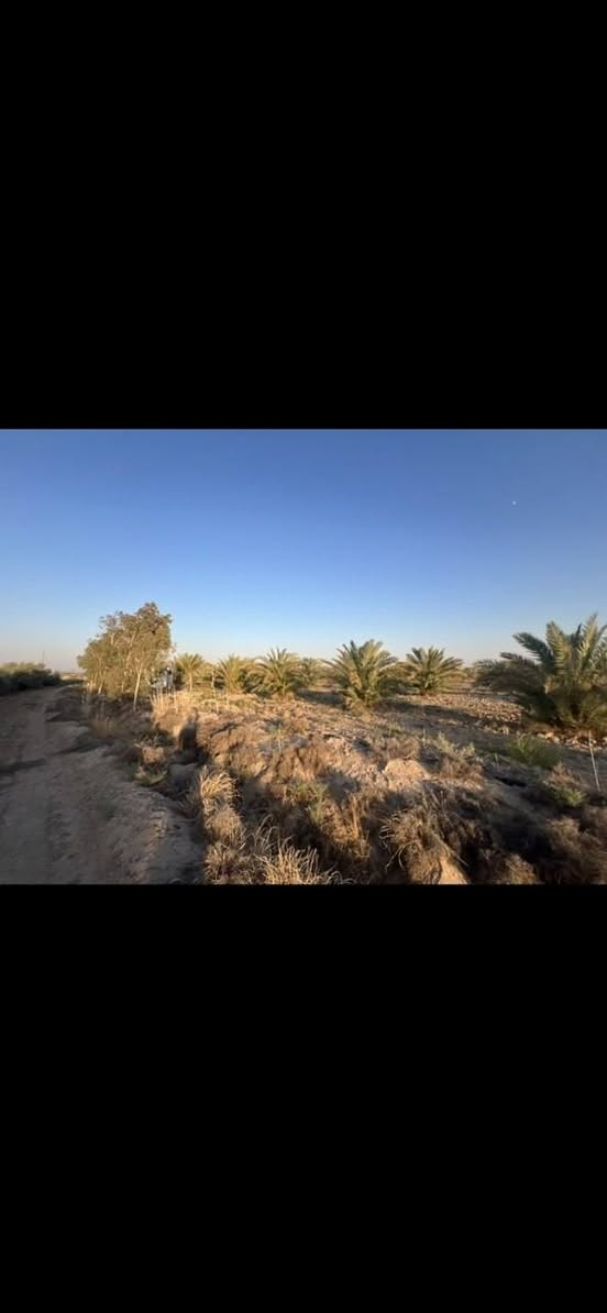 🌴 أرض زراعية للبيع – موقع استراتيجي
🌿 فرصة زراعية مميزة على طريق المهناوية – نزلة الحراكصة، بموقع ممتاز وتبليط واصل لحد الباب.
📐 المساحة: 60 دونم
🌴 منها 16 دونم بإجازة بستان
🌱 تحتوي على ما يقارب 450 نخلة مثمرة
📏 الواجهة: حوالي 220 متر
💧 ماء سقي متوفر
⚡ الكهرباء موجودة
🏕️ يوجد كرفان داخل الأرض
🚜 أرض زراعية جاهزة للزراعة 
✨ موقع ممتاز، خدمات متوفرة، وأرض جاهزة
للاستثمار الزراعي والبستاني.
🔥 فرصة مناسبة لمن يبحث عن أرض زراعية منتجة ومتكاملة!
📞 للاستفسار والتفاصيل:
***********
📲 الاتصال أو واتساب
لسنا الوحيدين، لكننا الأفضل… والفرص المميزة ما تتكرر!

