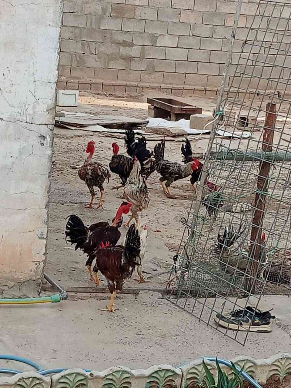 ديوكه • مودلي • صلاح الدين قضاء الدور