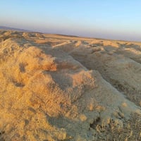 تبن حنطة • ابيض ناعم • ٦٥ عربانة