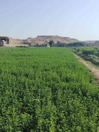 قضاء الرمانه الحويجه • للضمان • جت