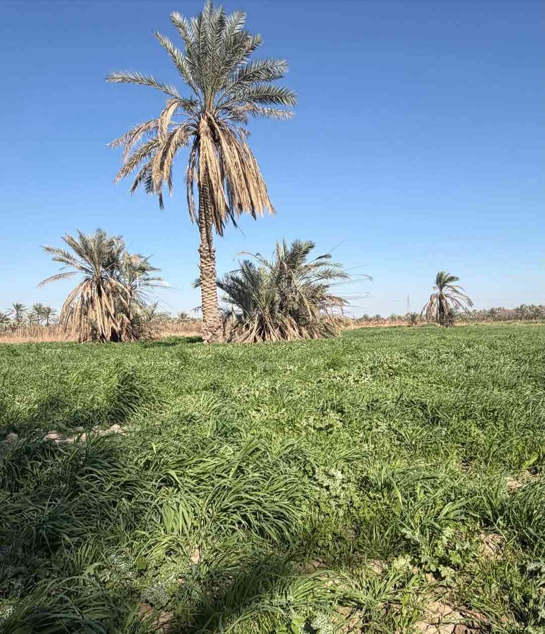 الراشدية • ٣ دوانم • مسياجة