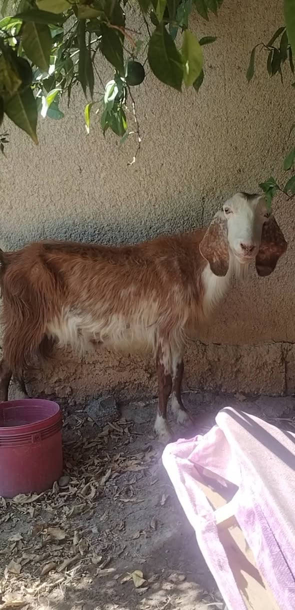 السلام عليكم بسم الله ما شاء الله
صخله حانيه صارلها شهر ونص للبيع  شرط النصاحه خير من الله السعر185
العنوان بغداد التاجي

***********  واتساب

***********  واتساب
