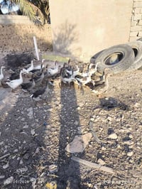 زوج بط • نجف ابو صخير • مجال قليل