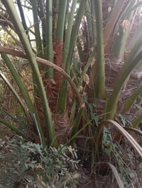 فسيل برحي • احجام عملاقه • نخيل