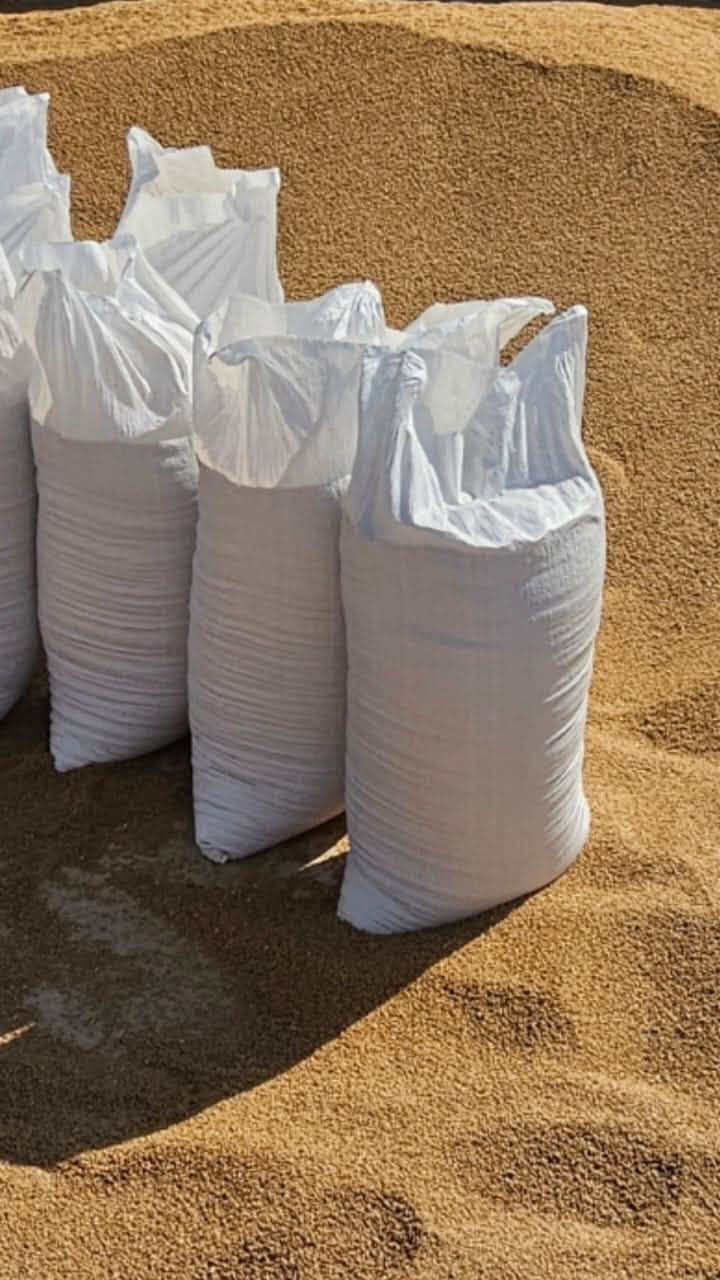 عربية بنت المغلف • درجة أولى • مكيس وموزن