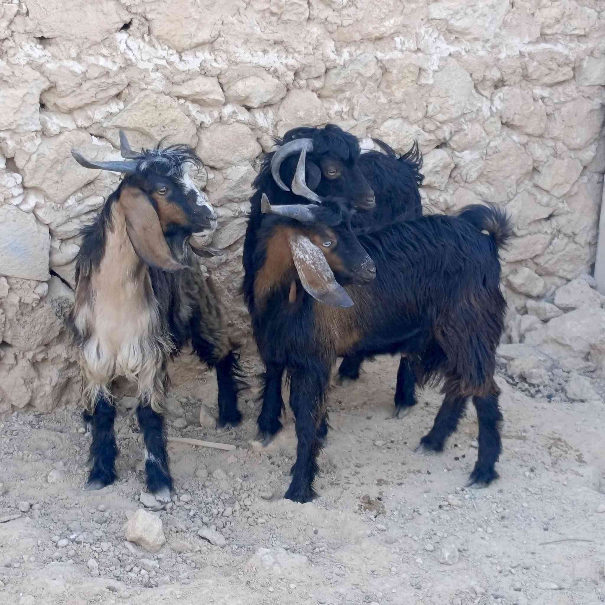 حلال • نضيف • خشنات