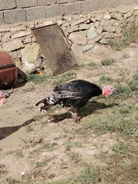ديج • بصره • مجال قليل