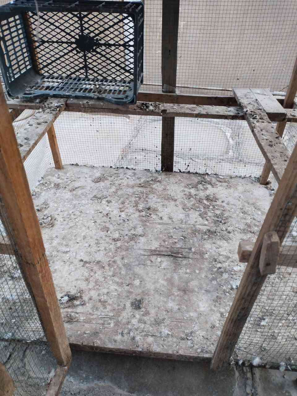 قفص/برج • دجاج/كتاكيت • جسر ديالى شارع ٧٠