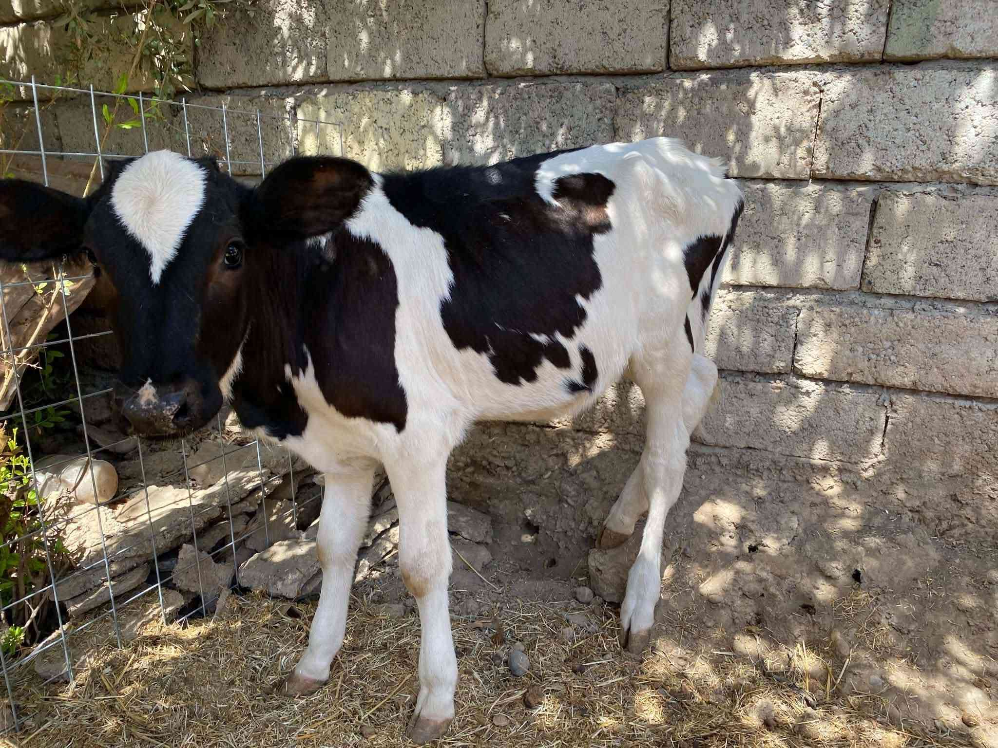 السلام عليكم
حوليات 3 
للبيع 
جنس رقم 1فول فول
اجل فول نصاحه فول شرط حلال رقم واحد 
وين الجنايه
تصال ***********
وتساب ***********

