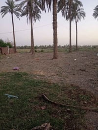 البو حمير • ١٠٠٠م • سند ٢٥
