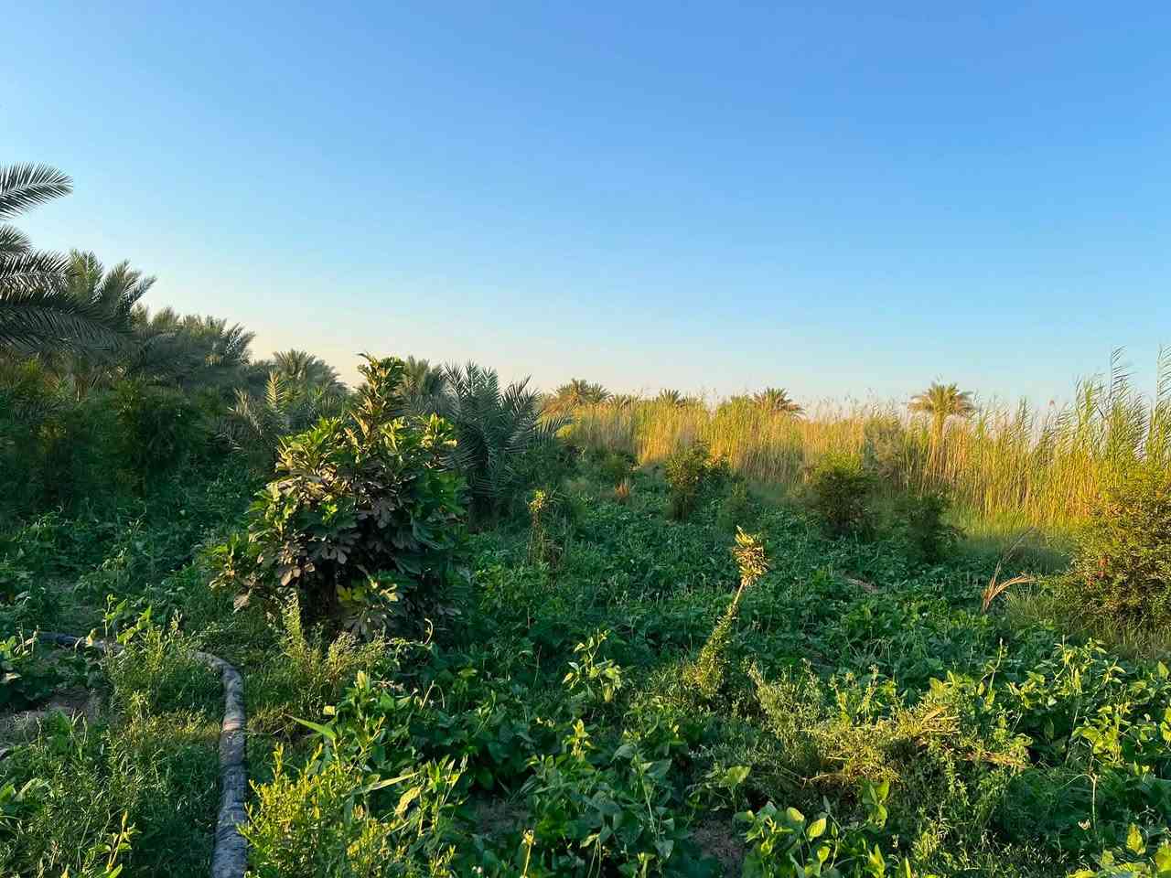 ✅توجد 6 دوانم و600 متر طابو زراعي ٢٥ تحتوي على اربع منازل 🏠 

واجهة 40 ونزال 400  وتحتوي على اكثر من ٦٠٠ شجره مثمره ونخيل بانواعه 

✅متوفر كافه الخدمات ماء كهرباء مدارس مركز صحي 

✅الموقع طريق كربلاء نجف منطقة شط الله ولها مدخل ثاني الجدول الغربي طوريج 

سعر الدونم 120 مليون وبيه مجال للشراي للاستفسار ***********

