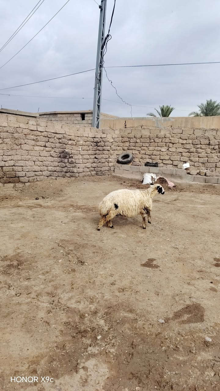 هونر X9c • موبايل • للبيع