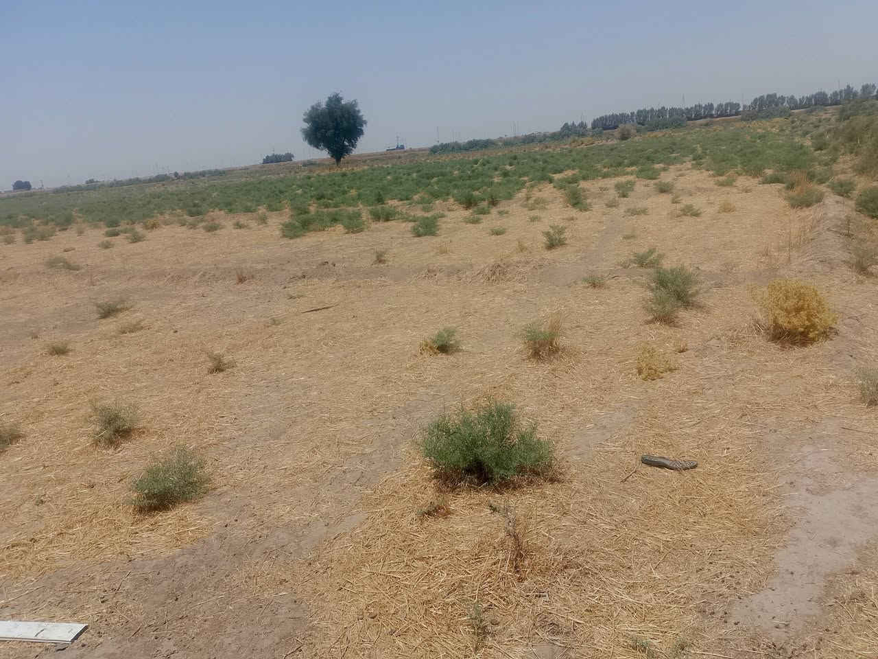كاع زراعيه عشرين دونم عقد 117متوفر كهرباء وماي رساله تبعد على شارع العام طريق بغداد عماره 400متر الاستفسار على رقم ***********
