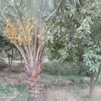 ٤٠٠م • ٢٠ نخيل • سند ٢٥