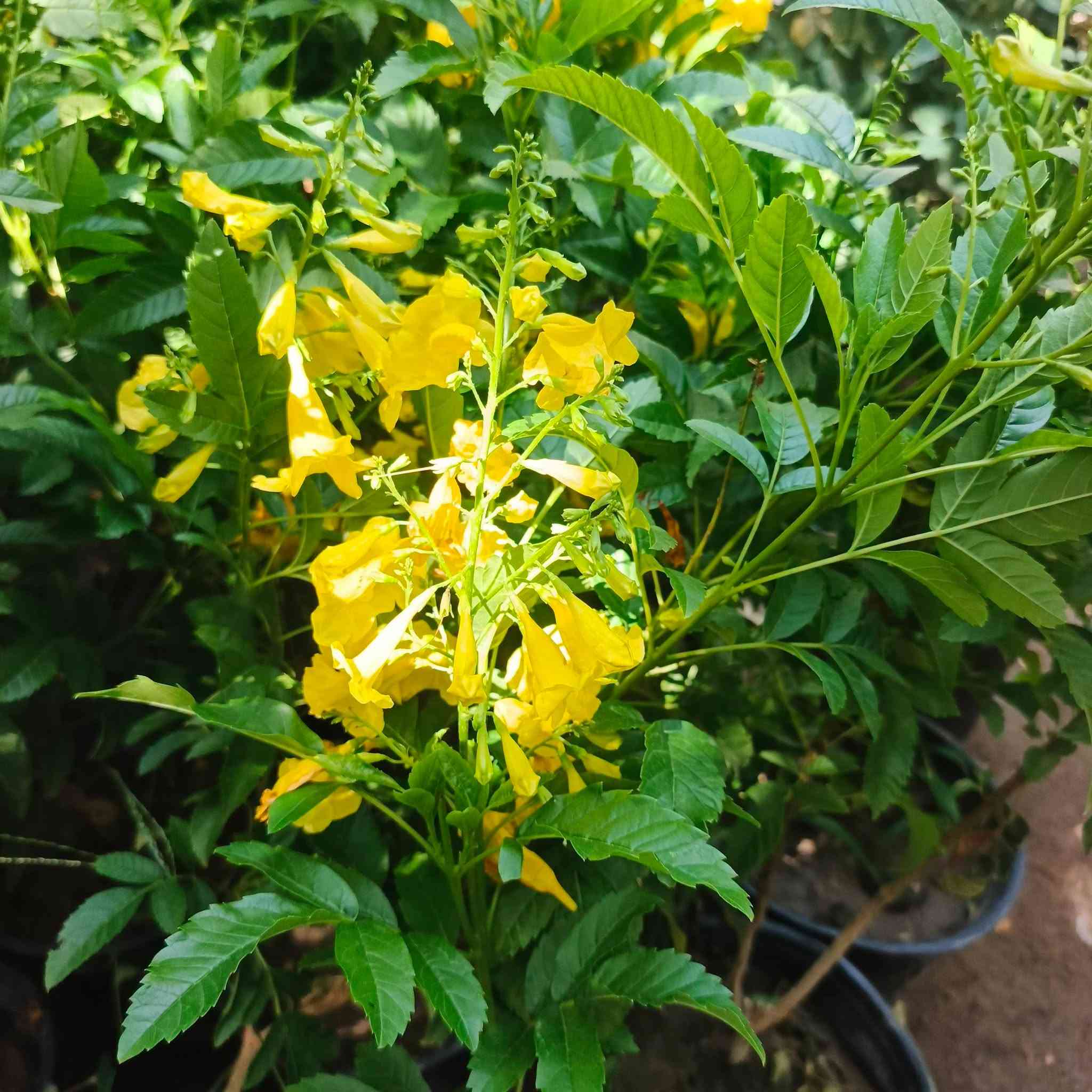 متوفر في👈 مشتل النورين 

الكمية محدودة

شجرة التيكوما الصفراء 🌼🌼🌼🌼

 
اغرسوا التيكوما باه تزيان الحومة 👌
الوصف : 
تمتاز شجرة التيكوما  بأنها دائمة الخضرة ، وتأخذ نظرك بأزهارها الصفراء الرائعة ، الكثر من الحدائق الخارجية تتزين بها فهي قابلة للتقليم والتشكيل حسب رغبتك لتعطي منظراً رائعاً ، يصل إرتفاع شجرة التيكوما الى اربعة امتار وقد يصل الى خمس امتار ، زهورها ذات شكل انبوبي أصفر اللون ،  تبدأ فى الظهور فى فصلي الربيع والخريف وأفضل ما يميز التيكوما ستانس هو أنها تتحمل درجات الحرارة القسوة و الجفاف ، وتنمو في التربة المفككة ، جمال اوراقها الأخضر دائم وقد تظل أزهارها ما يقارب الثمانية أشهر ، كما تتحمل شجرة التيكوما الأجواء الحارة والمناطق الحارة عموماً  مثل الشهيلي 

كما أن شجرة التيكوما تتحمل الملوحة .
 
انصحكم بزراعتها👍 #الالبيزيا_الاكاسيه_المصريه_الاكاسيه_الافريقيه كل هاذي الانواع متوفره داخل مشتلنى 
 #عنوانه_صويره_شارع_الغطاس_خلف_المجمع_السوري_القديم
 توصيل متوفر داخل صويره فقط 📍🚗🚕
 لتواصل والاستفسار 
***********
