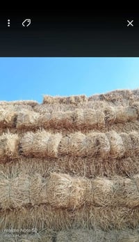 يوجد تبن حنطه للبيع كبس طول متر ومظغوط كبس نظيف مال حصاد شكد اتريد ٠٧٨...