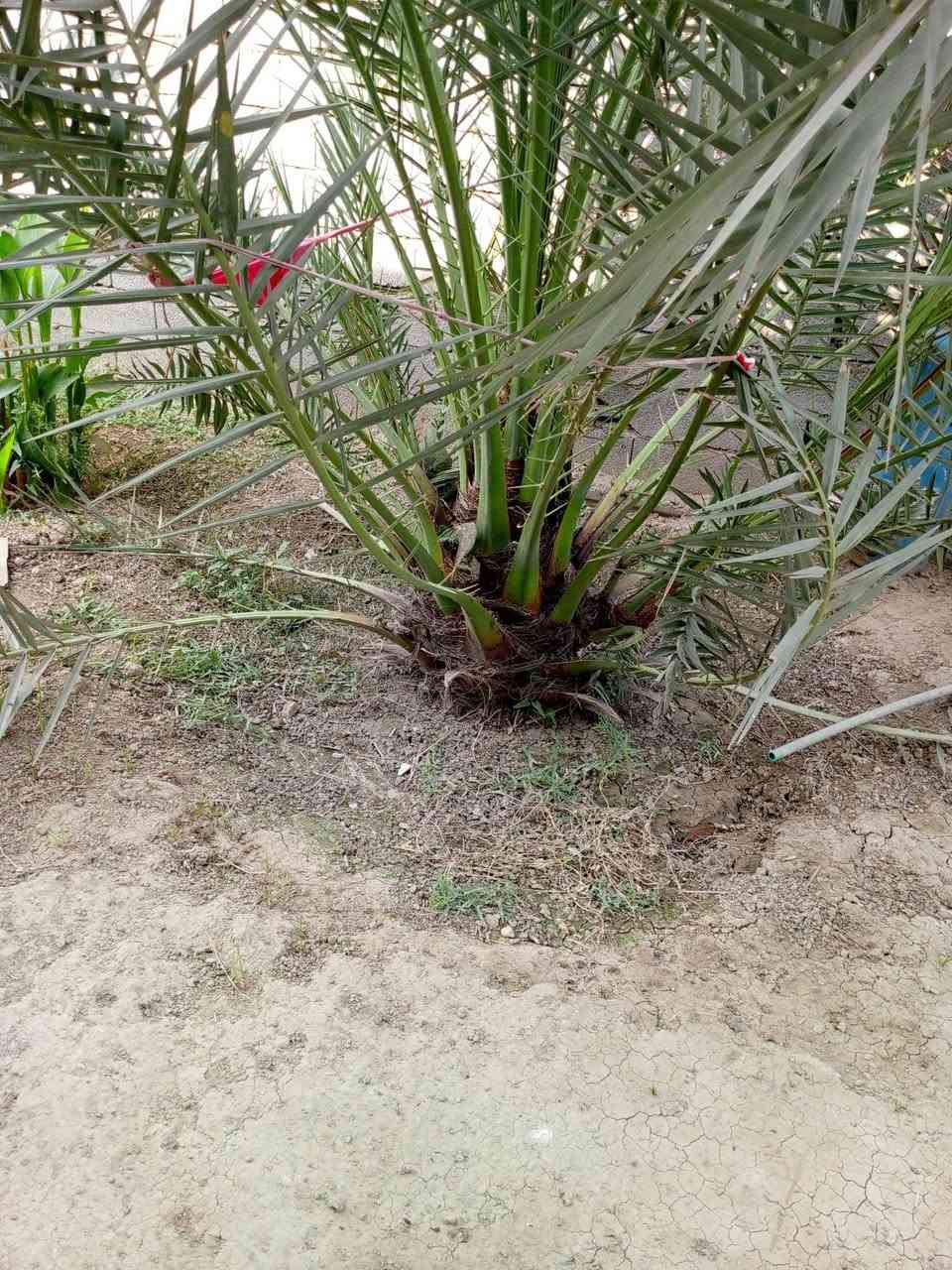 مرجوحه • ٤سنوات • واسط الصويره