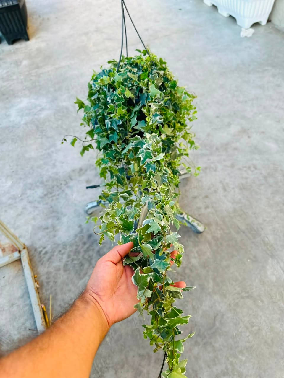 گەشتنی وەجبەی تازەی نامامی ناو ماڵ 
هەمووی هۆلەندی و ئەسڵ 
بە کەمترین نرخ و کەمتر لەهەموو بازار و مەشتەلەکان 
ناونیشانمان . کەلار . لیواکە . تەنیشت مزگەوتی بوخاری 
ژم . *********** 
سەیری ستۆریمان بکەن 🌱💐
