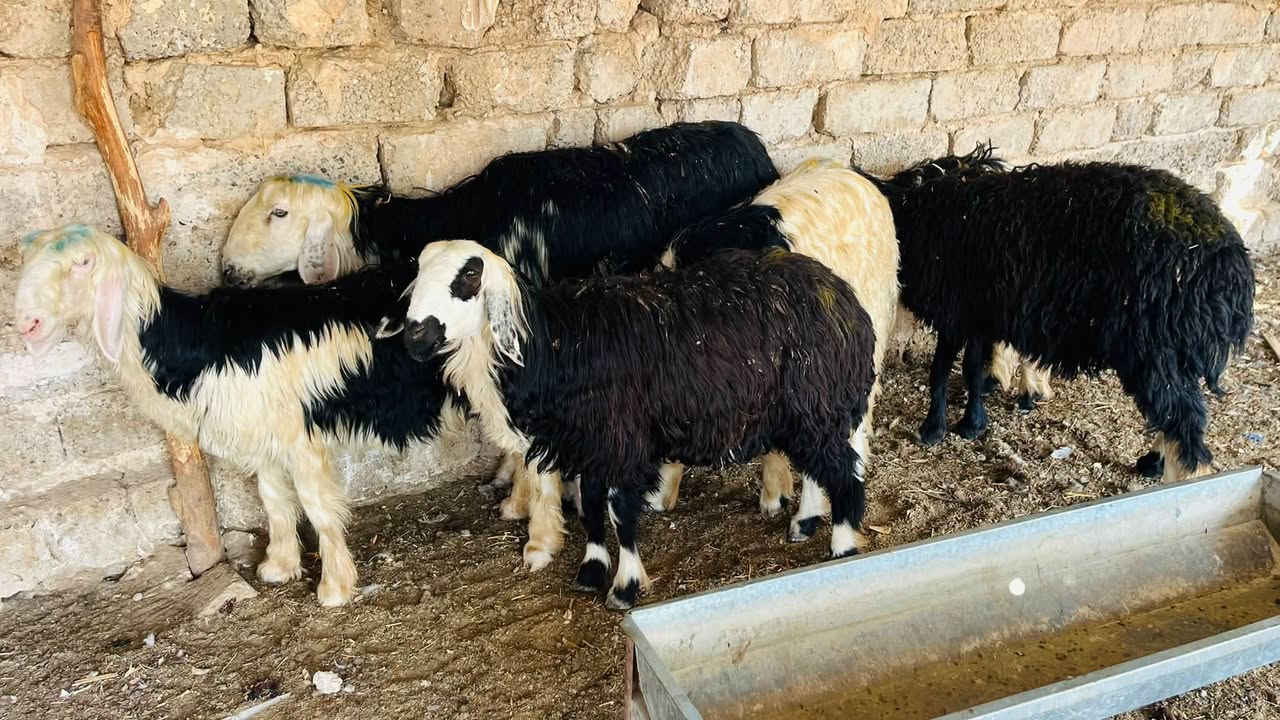 نجديات • ٦حبات • نعجه أم ثاني
