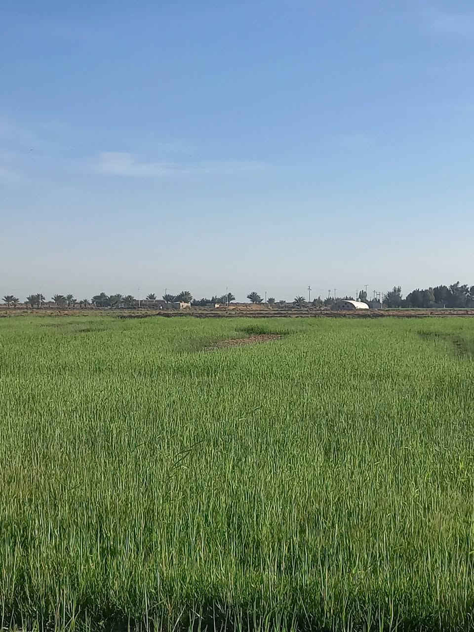 الدبوني • ٣٠٠دونم • بيت وكهرباء وماي