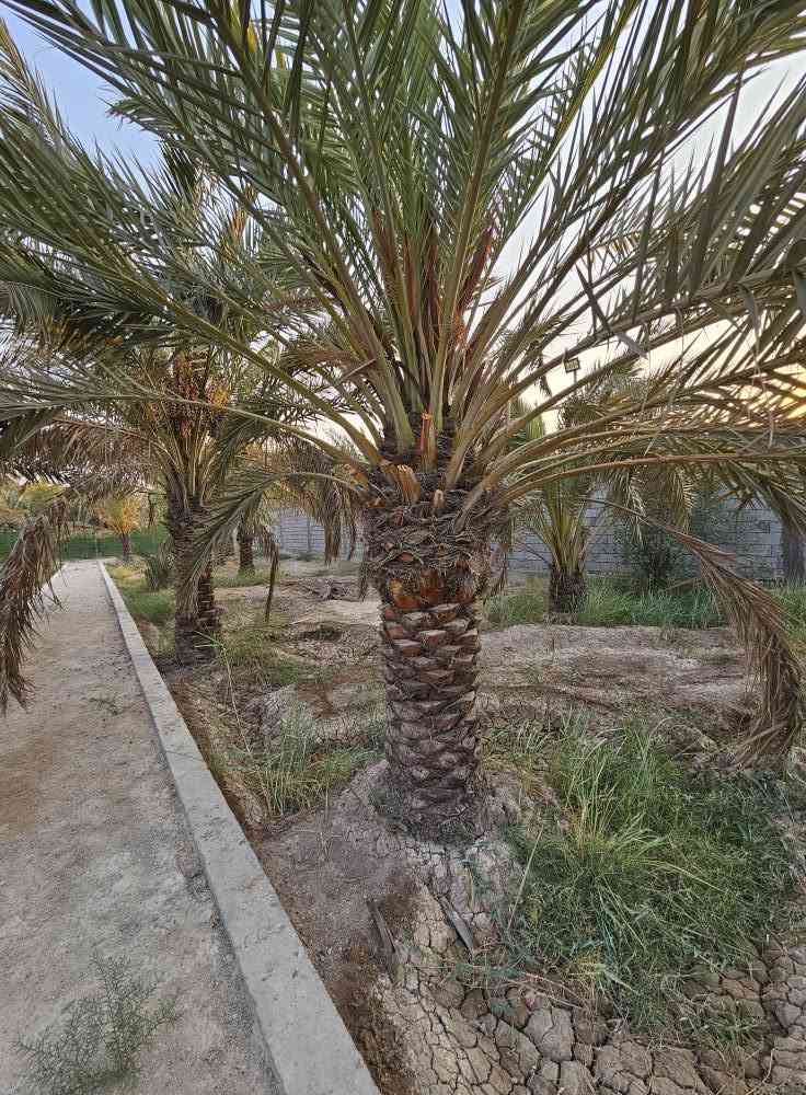 🌴 بستان للبيع في أبي الخصيب – محيلة 🌴
📐 المساحة: 1070م² (ألف وسبعون متر)
📜 الطابو: صرف، سهم وتحويل مباشر باسم المشتري
🌴 يحتوي على عدد من النخيل والأشجار
🔒 محكم بسياج من جميع الجهات
🌊 يطل على نهر جاري مباشرة
💧⚡ جميع الخدمات متوفرة
📍 العنوان: البصرة – أبي الخصيب – محيلة، قرب سوق محيلة
📞 للاستفسار والاتصال:
*********** البصرة, العراق

نص مكتوب في الصور:
- ***********