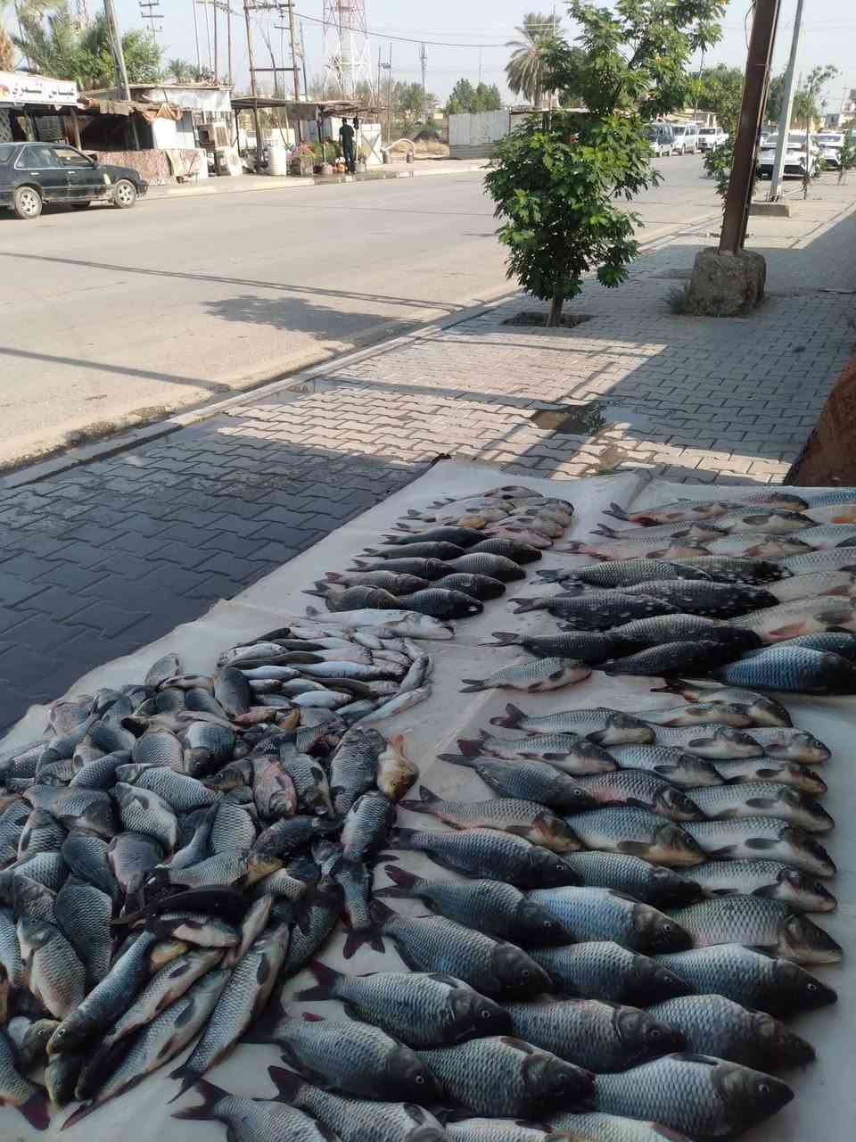 كاريبي • خشني • توصيل